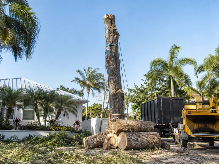 A tree mid removal, the crown gone and the trunk cut in sections stacked below, ropes still hanging, no people